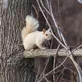 3: albino-squirrel-CR3_2443