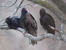 1: vultures-CR3_2220