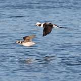 2: long-tailed ducks-in-flight-CR3_2061