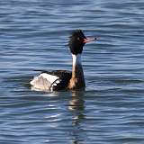 3: red-breasted merganser-CR3_1990