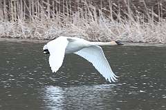 4: swan-in-flight-CR3_4795