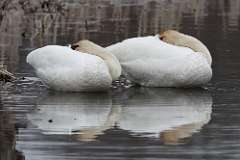 1: swans-CR3_4645