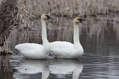 2: swans-CR3_4651