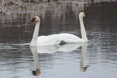 3: swans-CR3_4690