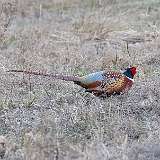 1: Ring-necked Pheasant-CR3_5631