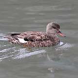 7: gadwall-CR3_4897