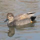 6: gadwall-CR3_5556