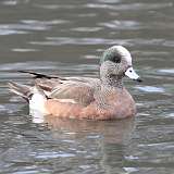 5: widgeon -CR3_4921