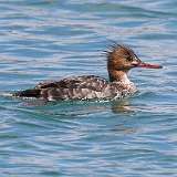 4: Red-breasted merganser-CR3_6231