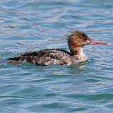 5: Red-breasted merganser-CR3_6246