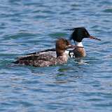 6: Red-breasted merganser-CR3_6333