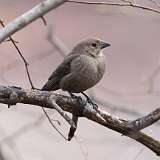 7: cowbird-CR3_5987