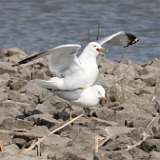 3: gulls-mating-CR3_6397