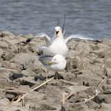 2: gulls-matingCR3_6391