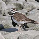 8: killdeer-CR3_6451