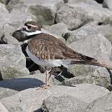 9: killdeer-CR3_6460