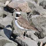 10: killdeer-CR3_6472