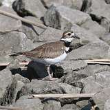 11: killdeer-CR3_6514