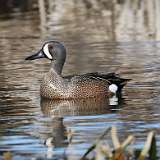 1: Blue-winged Teal CR3_0803