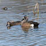 2: Blue-winged Teals mating CR3_1012