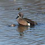 3: Blue-winged Teals mating CR3_1013