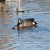 4: Blue-winged Teals mating CR3_1030