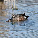 5: Blue-winged Teals mating CR3_1042