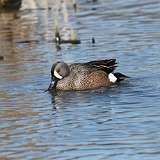 6: Blue-winged Teals mating CR3_1054