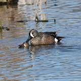 7: Blue-winged Teals mating CR3_1057