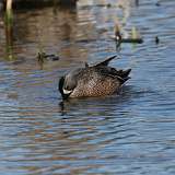 8: Blue-winged Teals mating CR3_1061