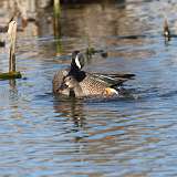 9: Blue-winged Teals mating CR3_1066