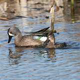 10: Blue-winged Teals mating CR3_1072