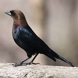 1: Brown-headed Cowbird-0C3_1230