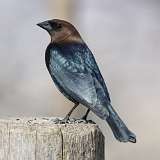 2: Brown-headed Cowbird-0C3_1253