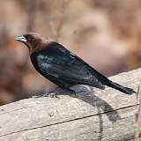 3: Brown-headed Cowbird-0C3_1410