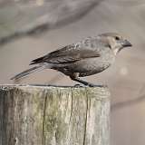 5: Brown-headed Cowbird-0C3_1557