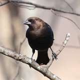 4: Brown-headed Cowbird-0C3_1724