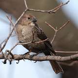 7: Brown-headed Cowbird-0C3_1964