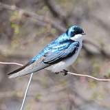 8: tree-swallow-0C3_0586