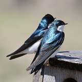 1: tree-swallow-0C3_0664