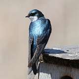 2: tree-swallow-0C3_0703