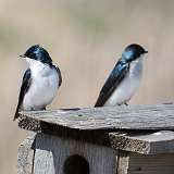 3: tree-swallow-0C3_0742