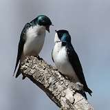 6: tree-swallow-0C3_0860