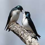 5: tree-swallow-0C3_0862