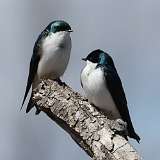 4: tree-swallow-0C3_0866