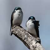 7: tree-swallow-0C3_0875