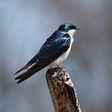 9: tree-swallow-0C3_0896