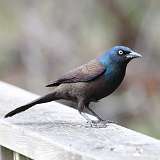 1: grackle-0C3_0252