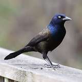 2: grackle-0C3_0309