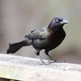 3: grackle-0C3_0423